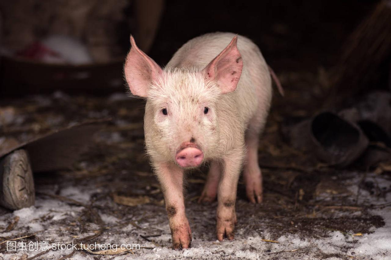 le young domestic pig is standing on dirty poor 