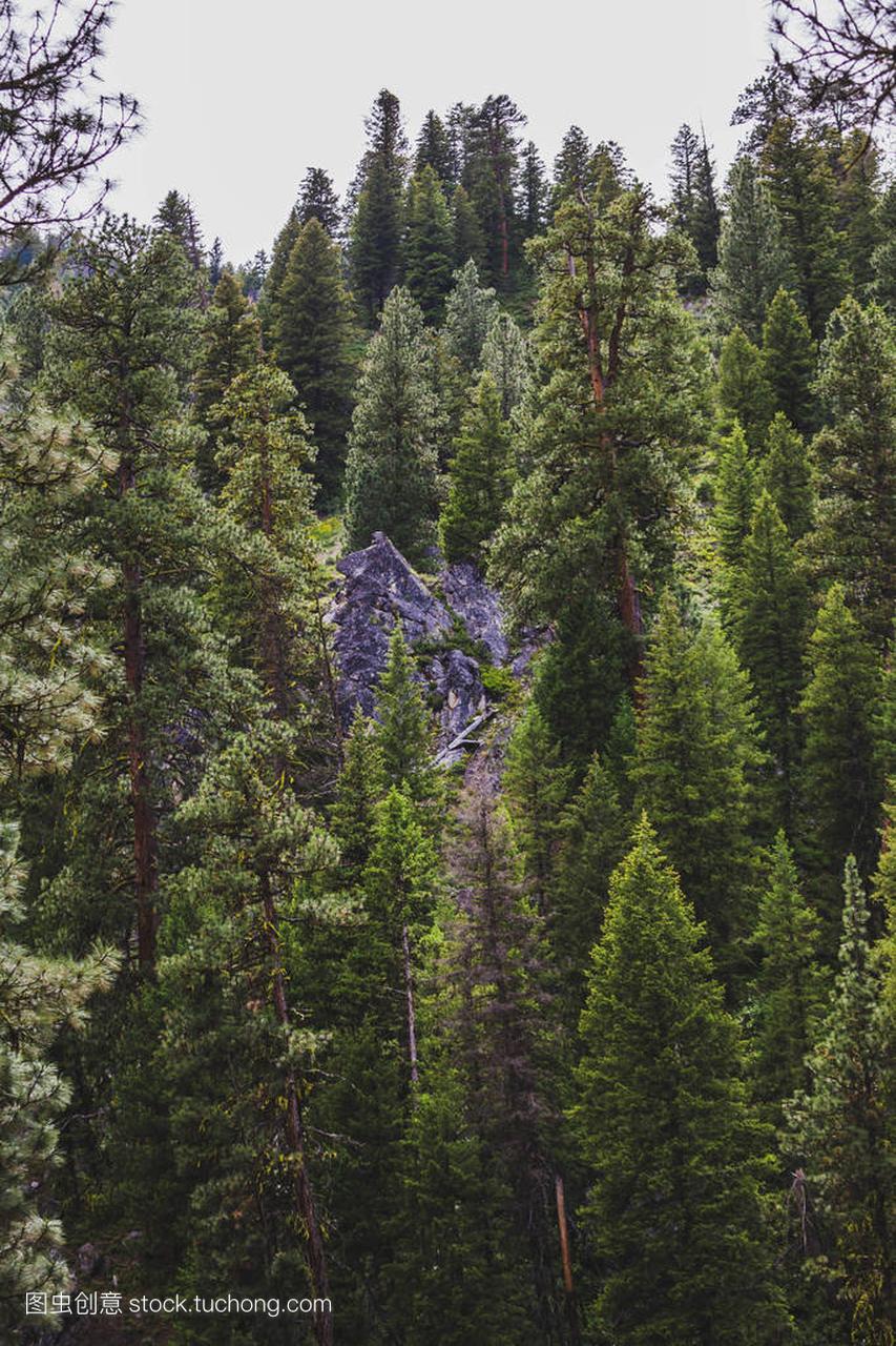 Tall, green pine trees stand on a mountain alon