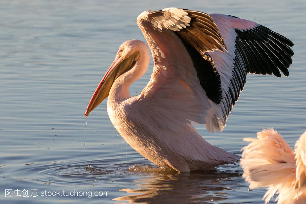 Close up image of a great white pelicans feedi