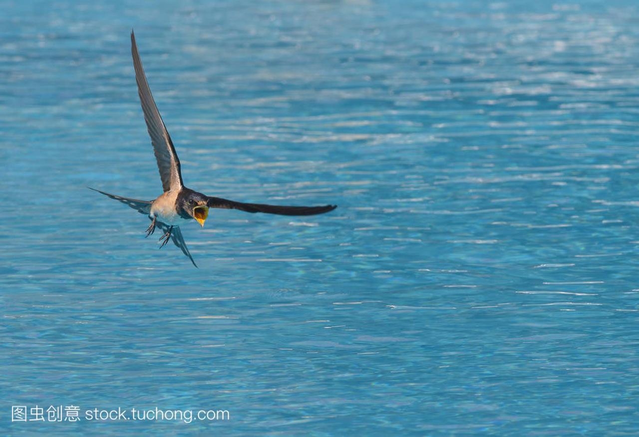 Swallow in flight over water