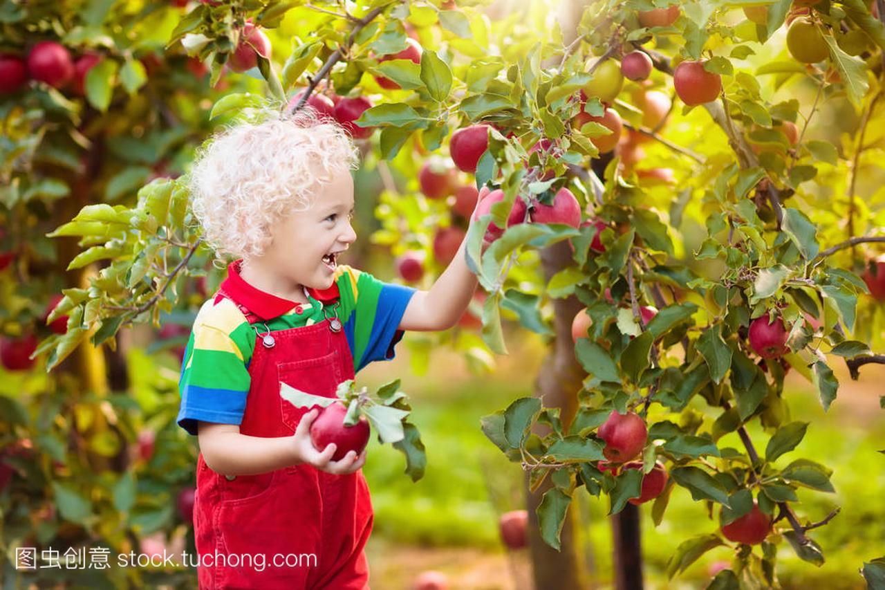 摘苹果。金发碧眼的卷发小男孩在苹果园树玩。