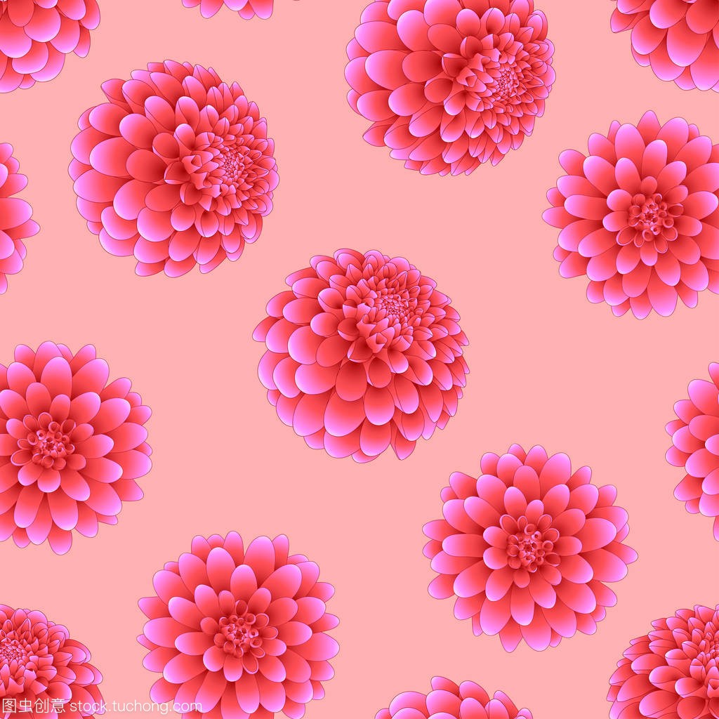 Pink Dahlia on Light Pink Background. Mexico'