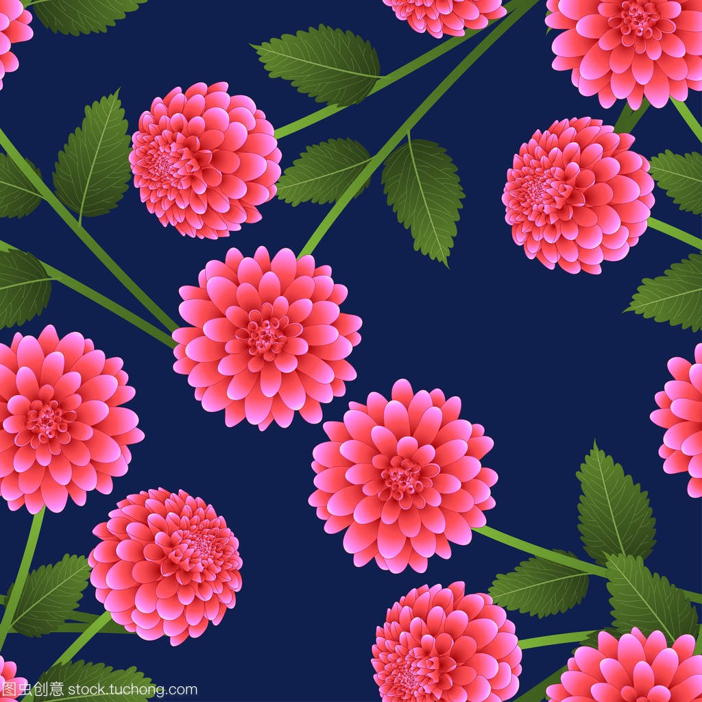 Pink Dahlia on Navy Blue Background. Mexico'