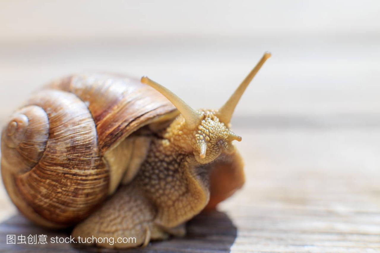 the snail crawls on a wooden background