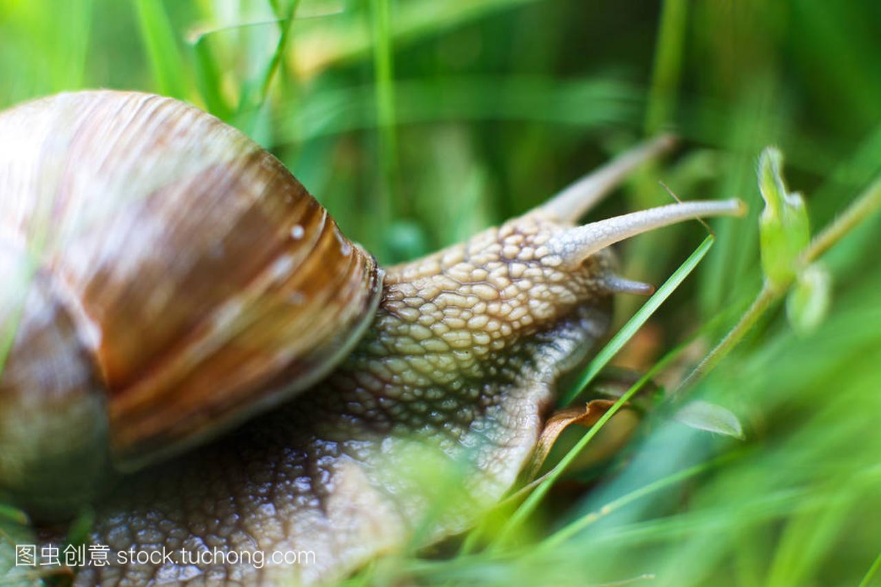 the snail crawls in the grass close