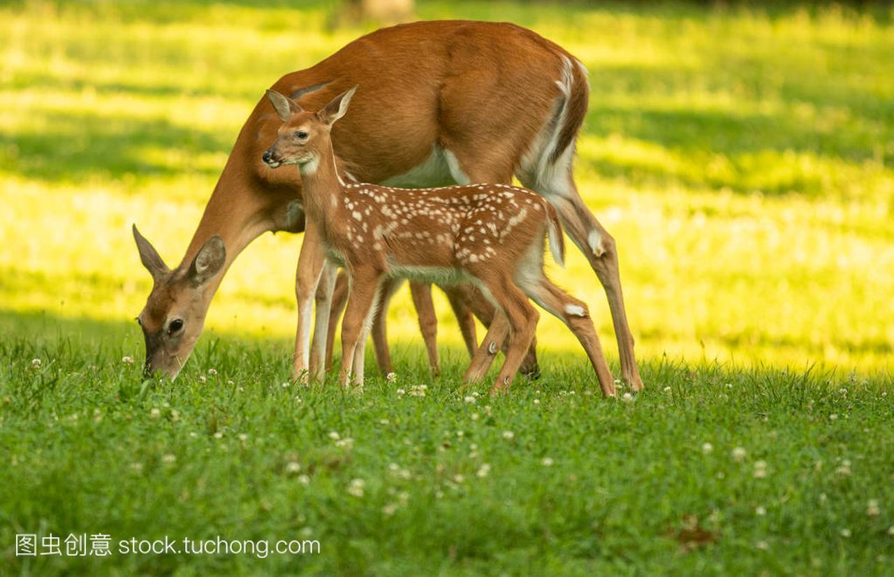 White-tailed deer doe and its fawn in an 