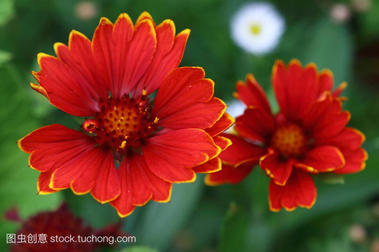 There are many types of Gaillardia flowers, rang