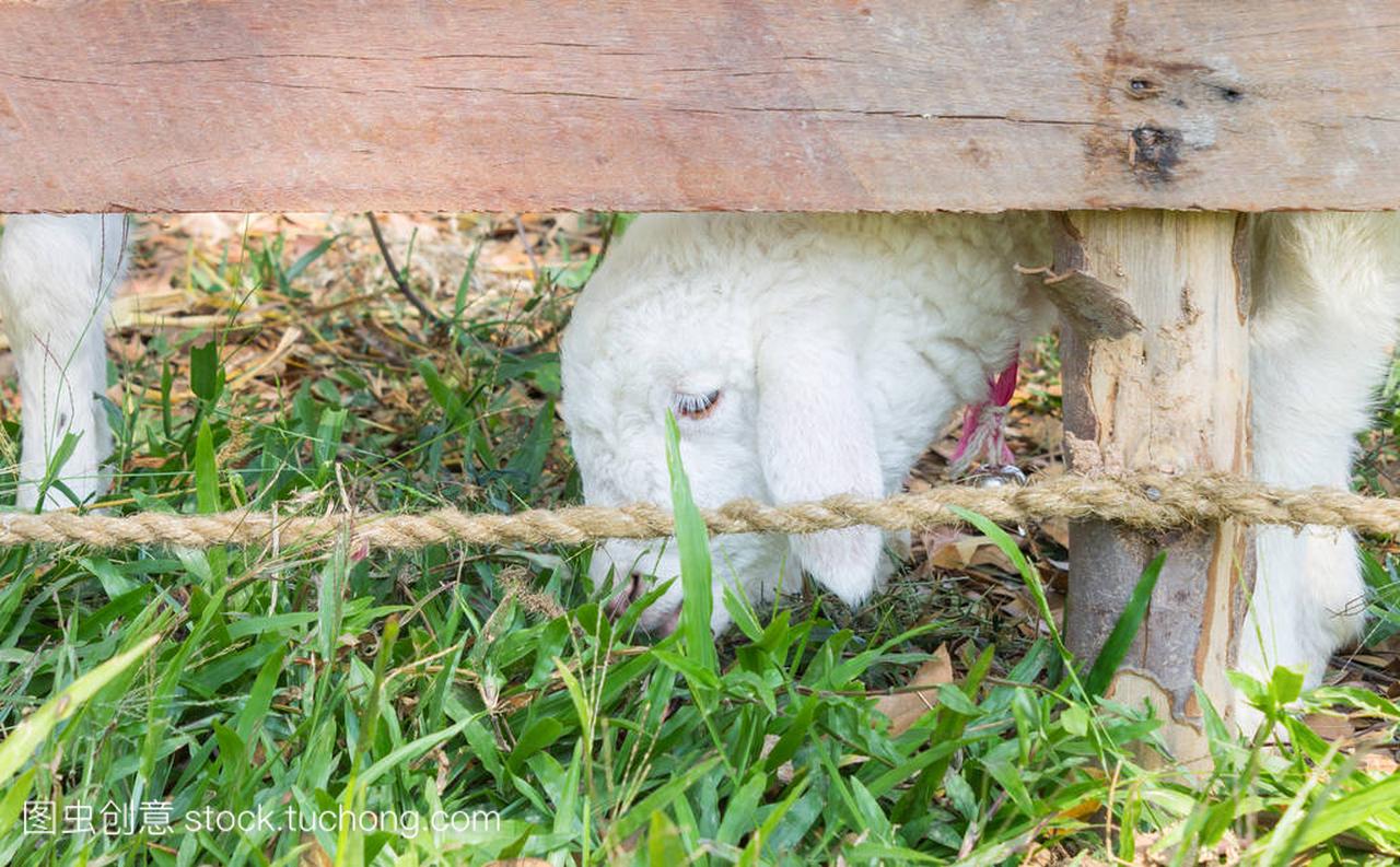 White Sheep or Ram Animal in Stall Eating Gra