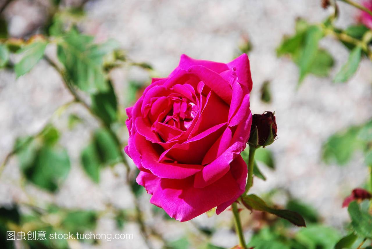 Red rose in the garden of Villa Della Porta Boz