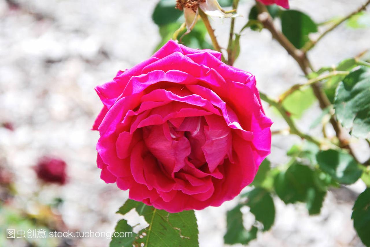 Red rose in the garden of Villa Della Porta Boz