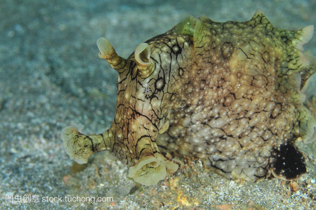 t detail of probably spotted (variable) sea hare 