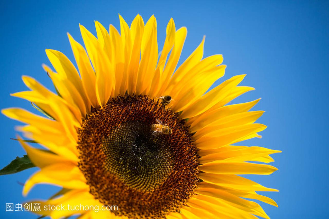Wasp on sunflower, allergy, pollen allergy
