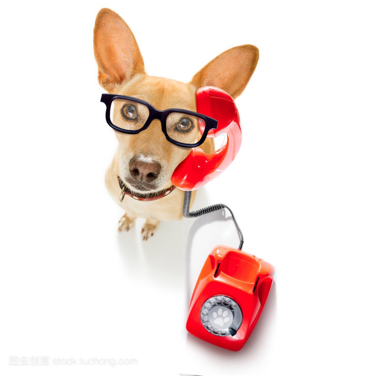 吉娃娃狗戴着眼镜作为秘书或运算符与红色老拨