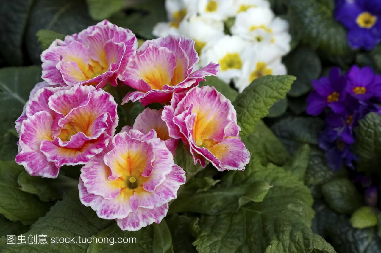 Primrose flowers are shown up close. There are
