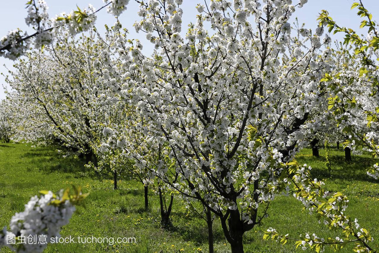 These are fruit trees in full bloom. Such a beaut