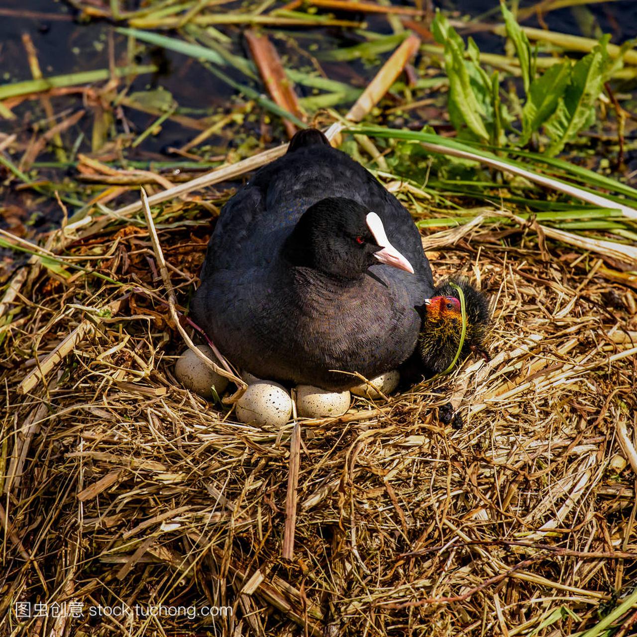Mother coot is brooding on her nest, one young