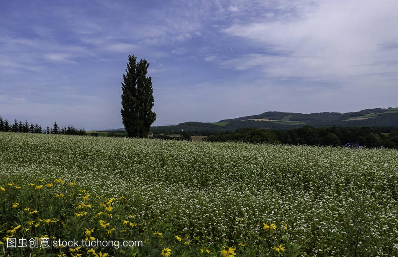 Tall tree stand on green field with yellow flower