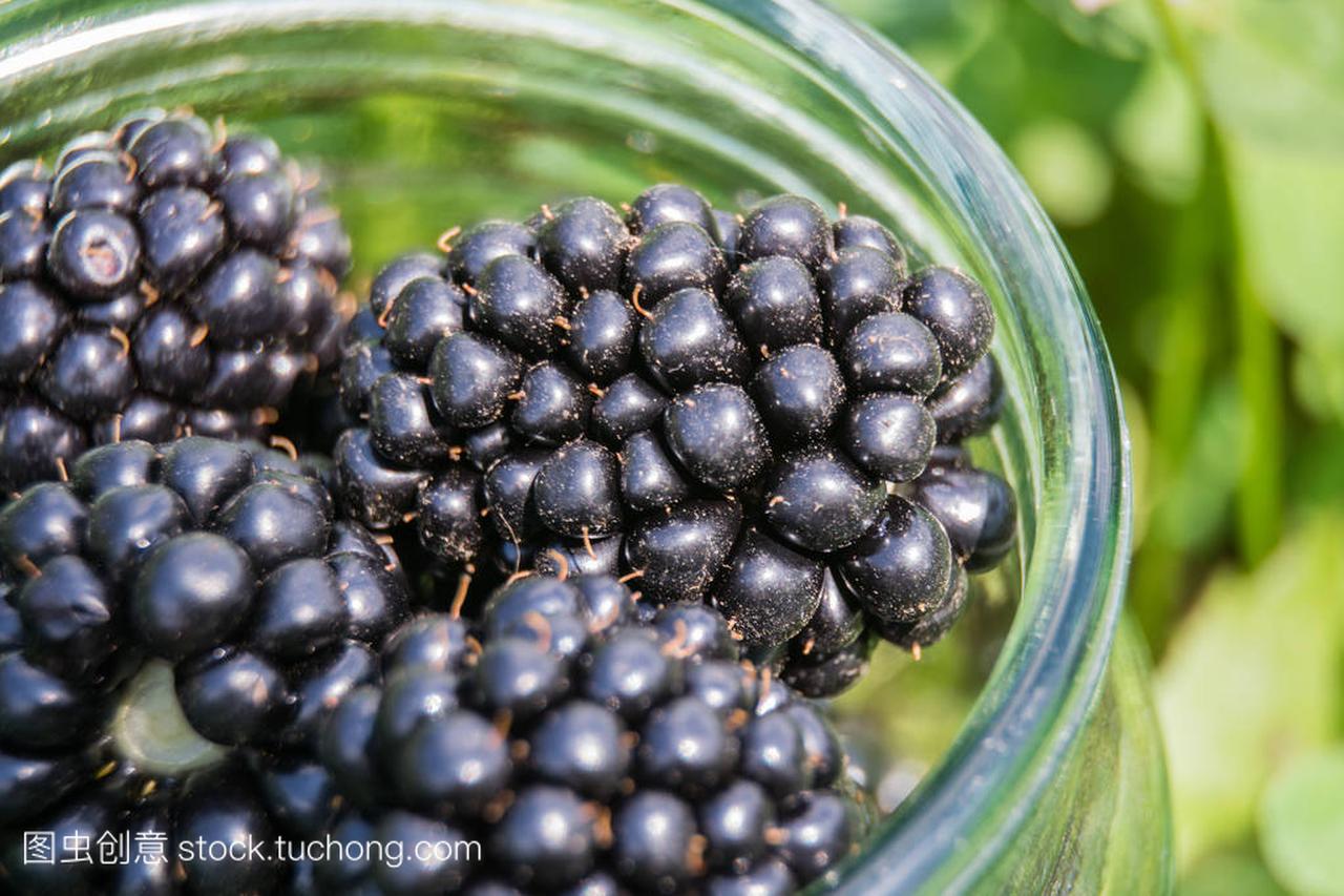 Ripe Blackberry in Glass Jar, Close-Up