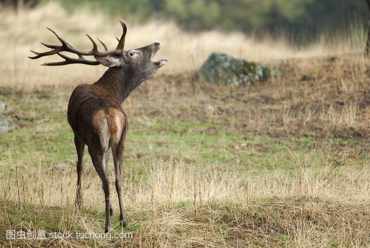 Red Deer, Deers, Cervus elaphus - Rut time, st