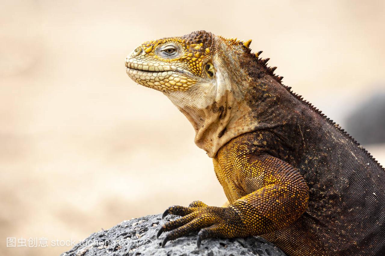 Galapagos Land Lguana (Conolophus subcrist