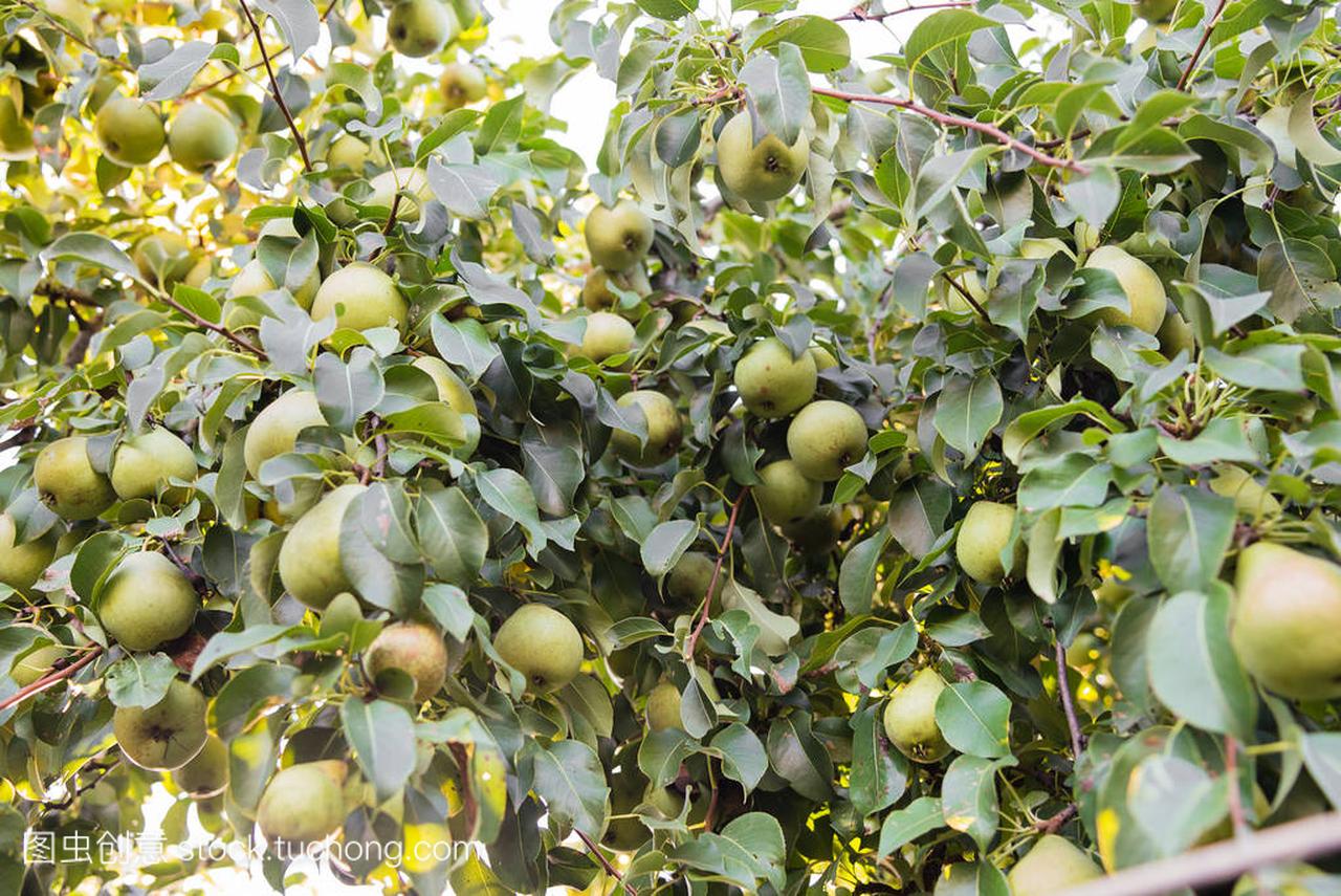 Green organic pears on the tree