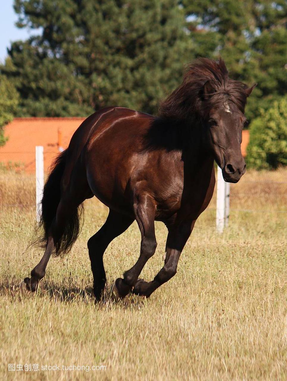 beautiful dark iceland horse is running on a 