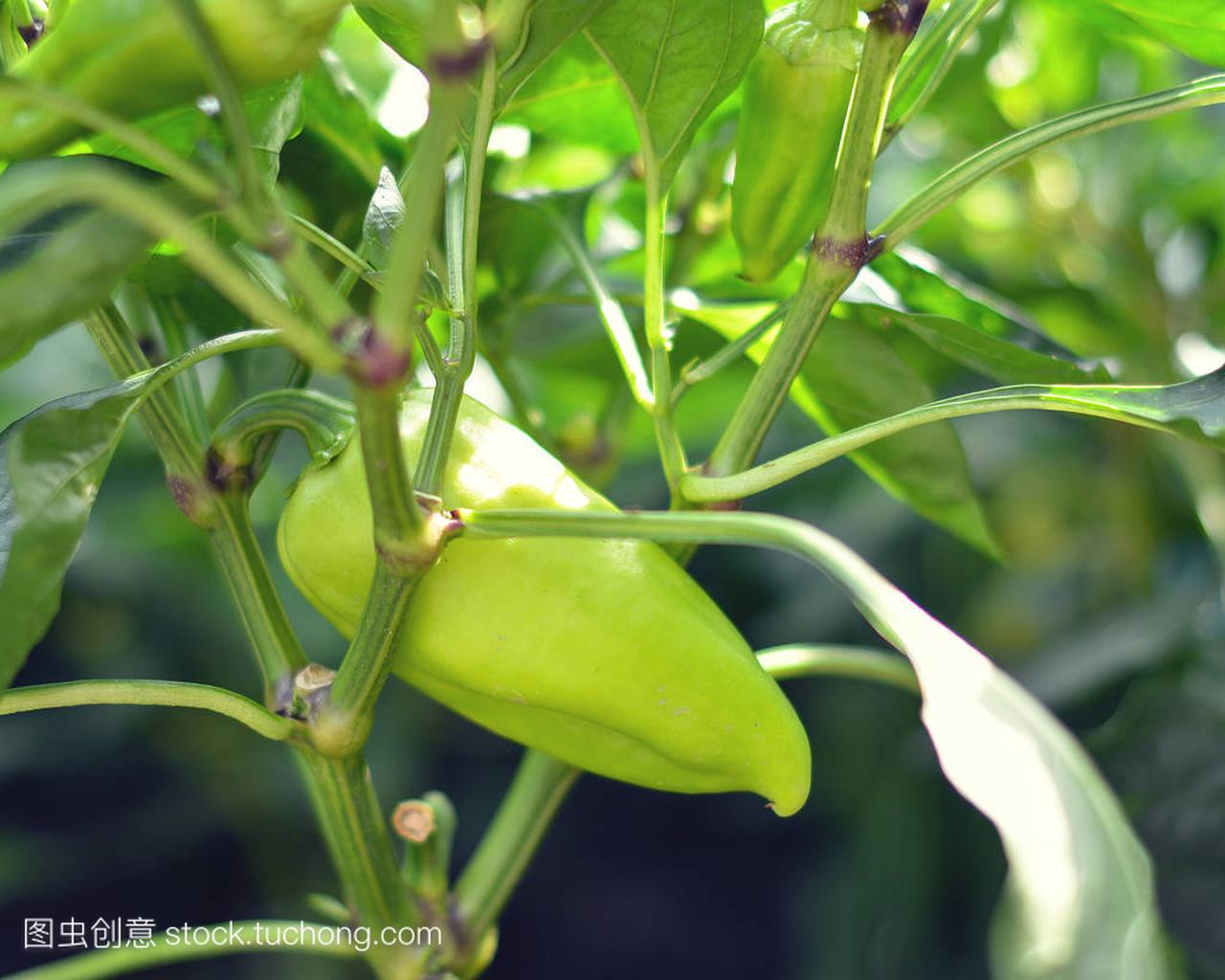 Bulgarian pepper grows on a Bush