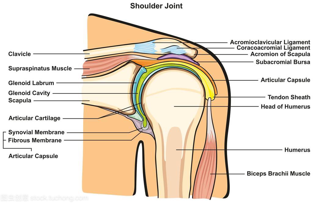 Shoulder Joint of Human Body Anatomy infogra