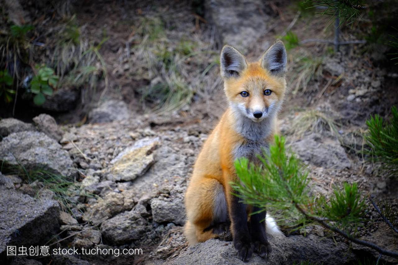 野生狐狸窝在荒野动物尾巴和耳朵附近