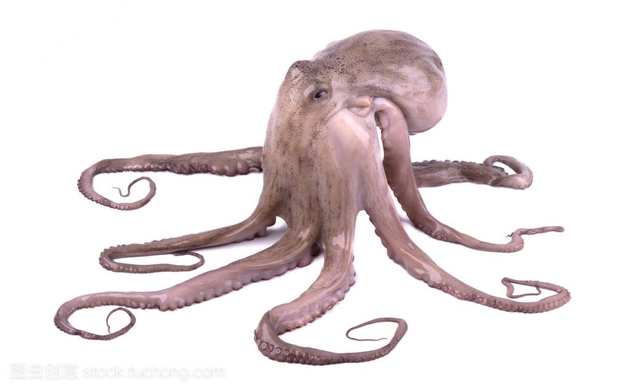 Fresh octopus isolated on white background