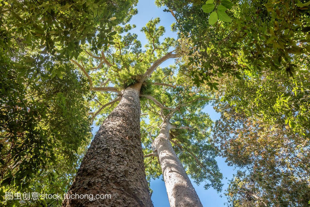 Looking high up at the tall trees in Australia