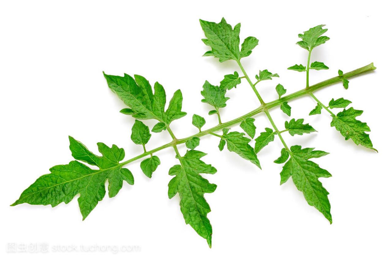 Tomato leaves isolated