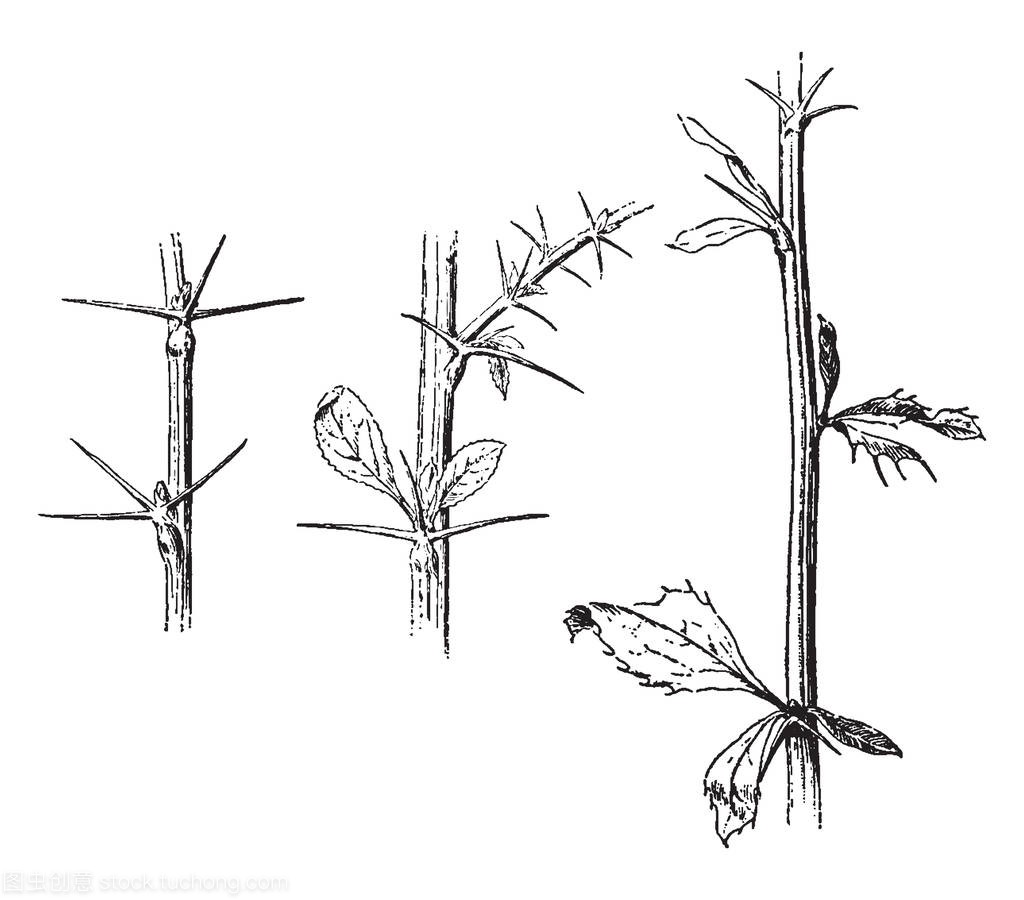 In the picture there are three thorny branches, th