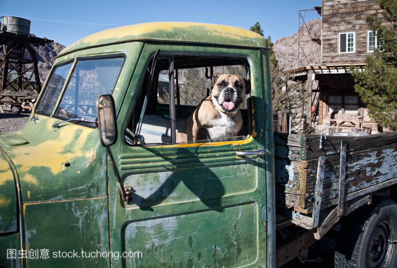 Bulldog in the front seat of an old truck in a ghos