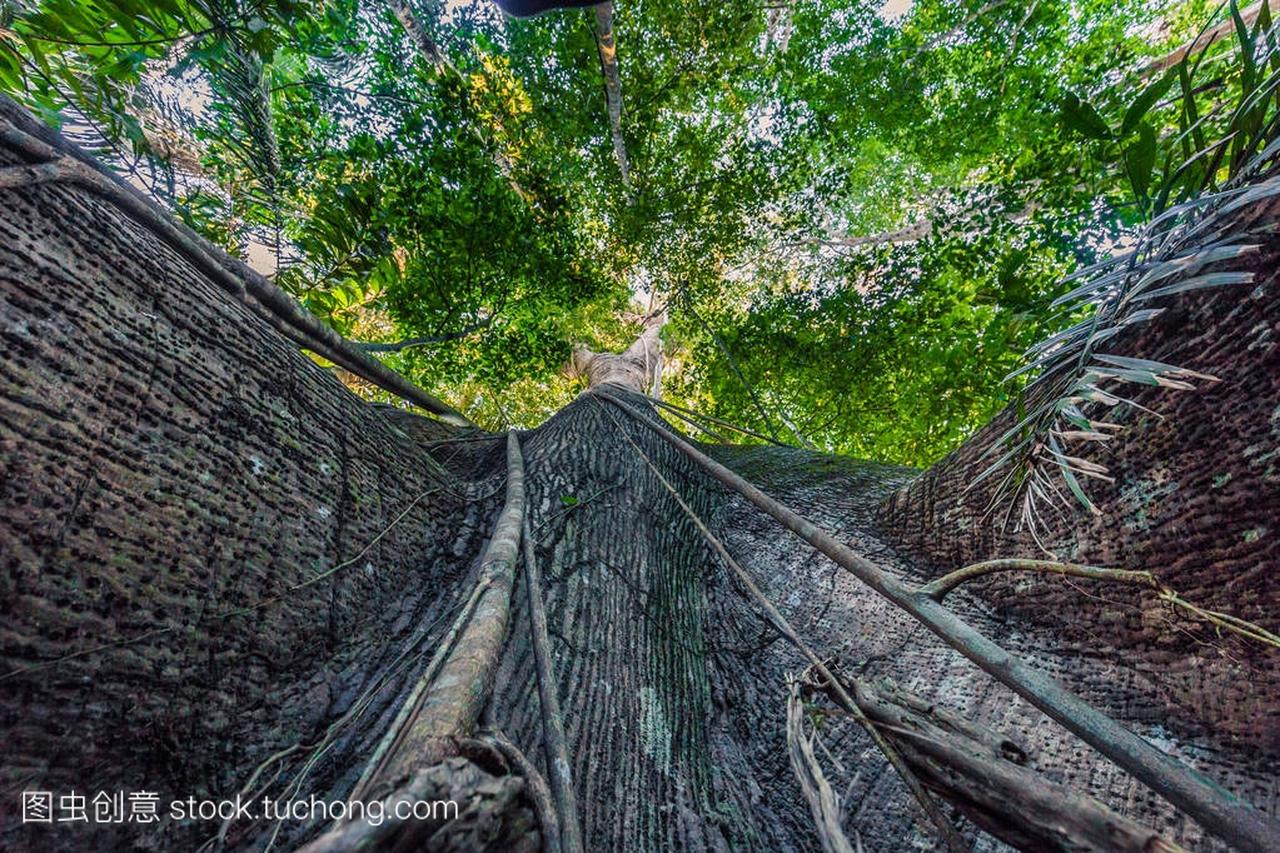 t 07, 2017: Giant tree in the Amazon rainforest 