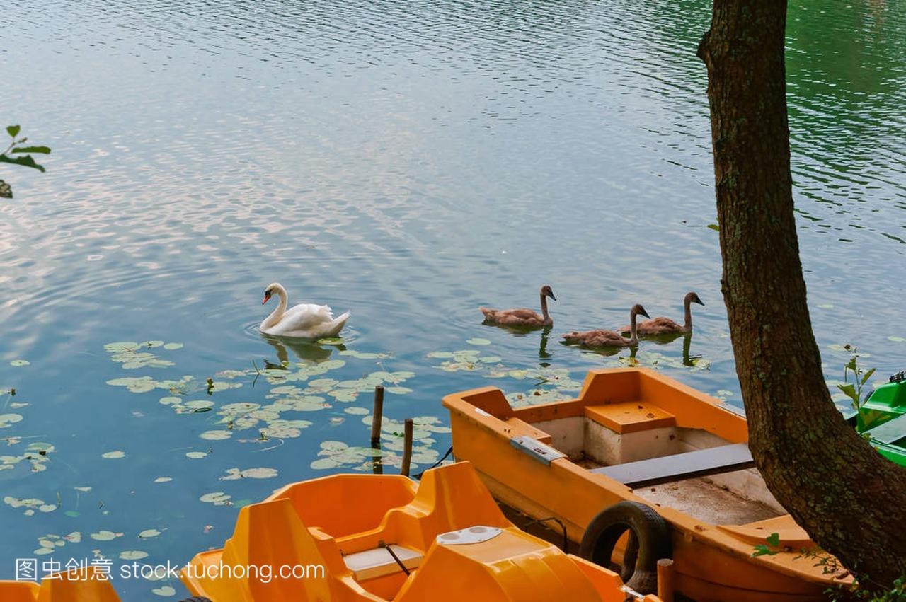 the swans with their calves swam up to the boa