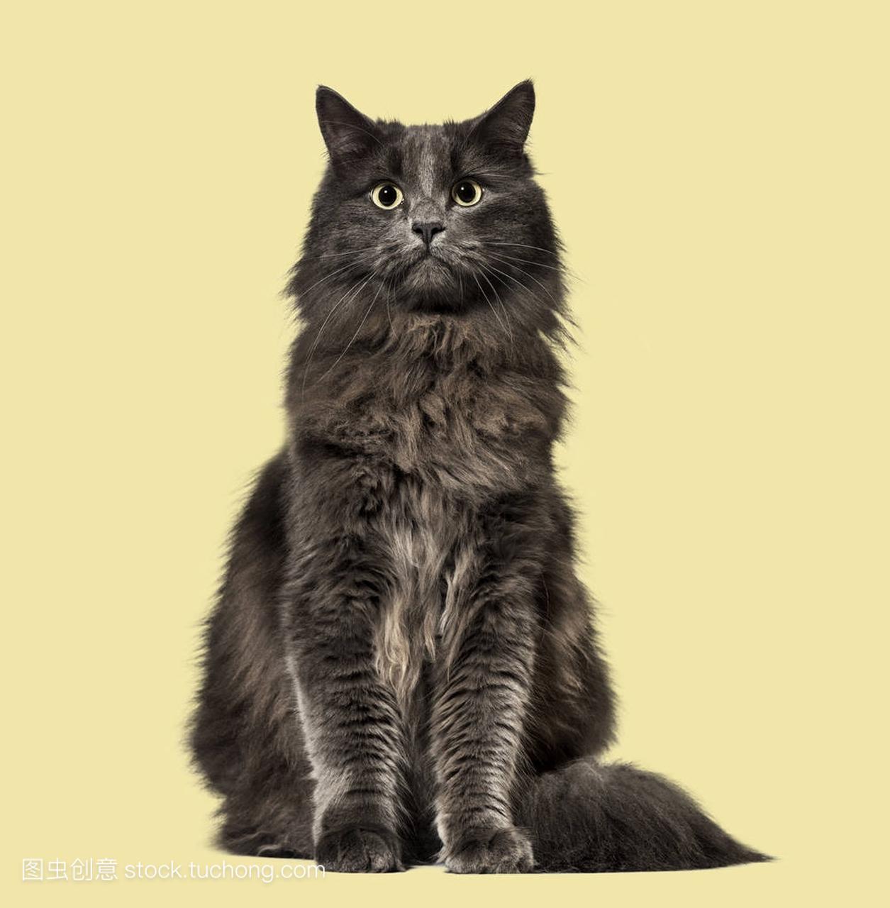 Mixed-breed cat whit a main coon (1 year old), 