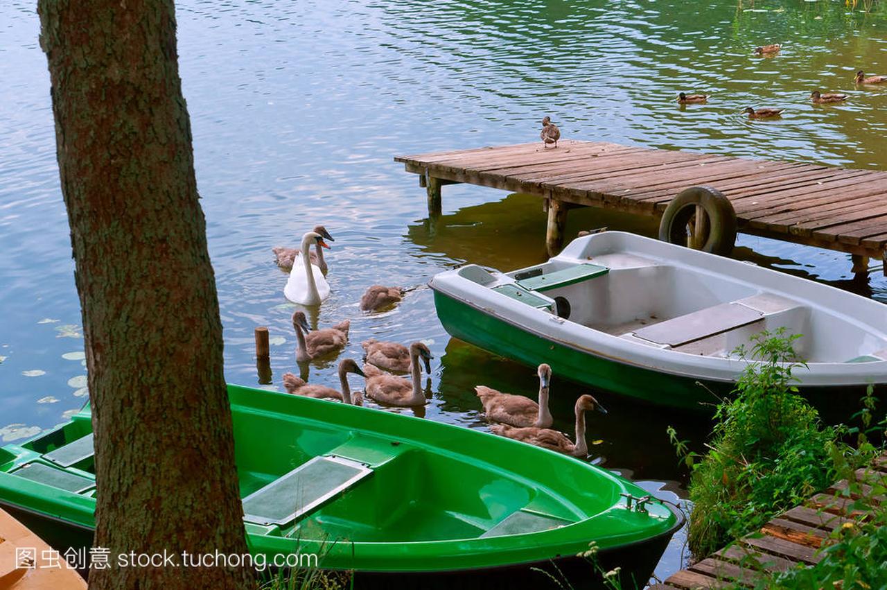 the swans swam up to the boat, two green boat