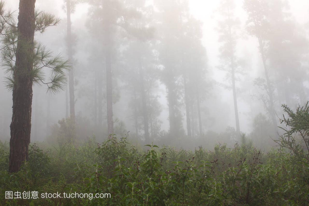 inus canariensis. Misty foggy forest in Tenerife,