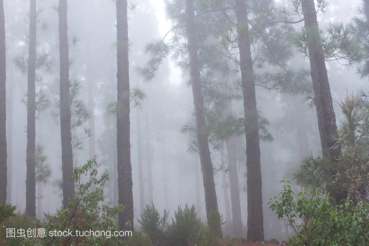 inus canariensis. Misty foggy forest in Tenerife,