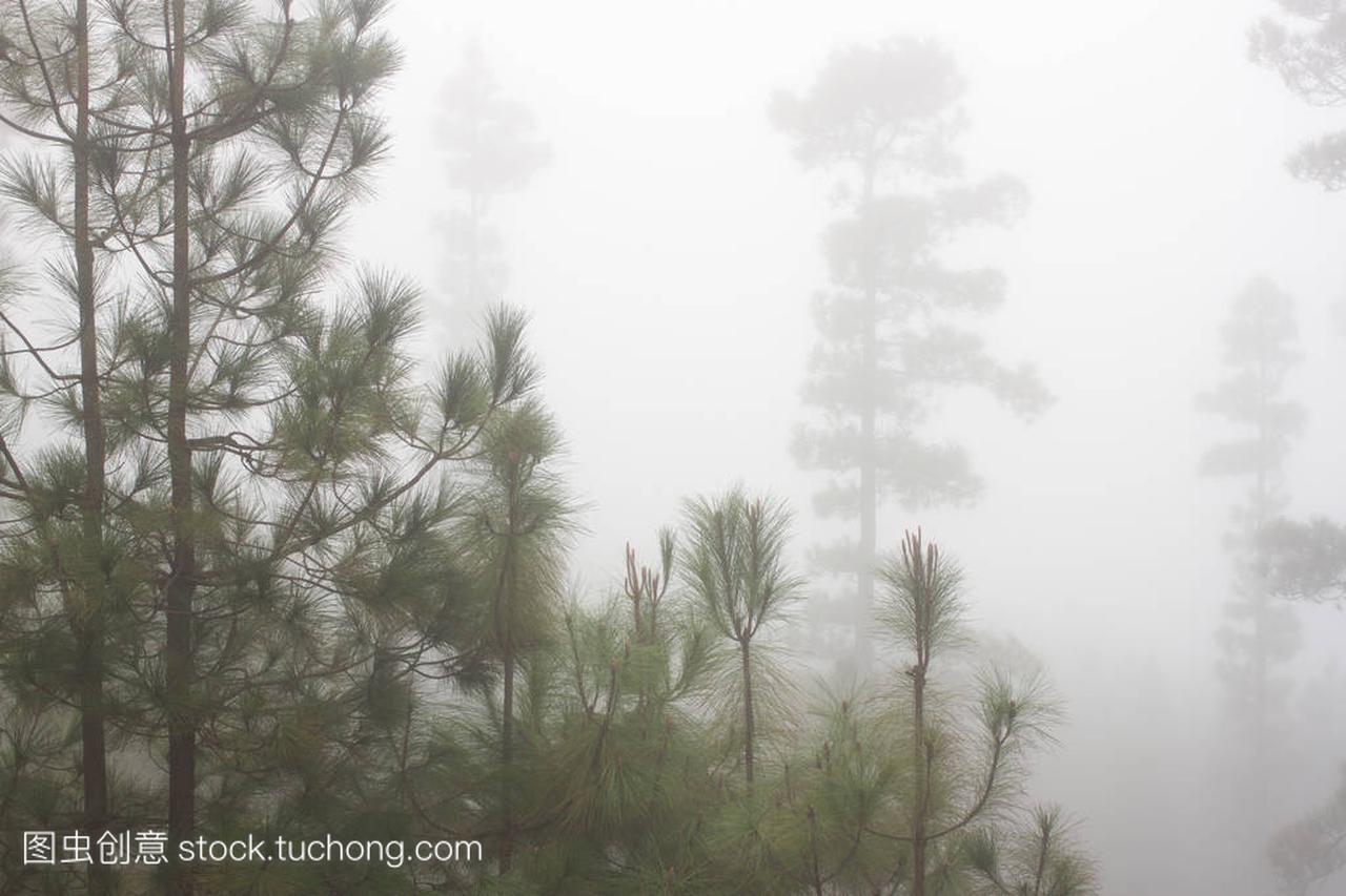 nariensis. Misty foggy forest in Tenerife, Spain,