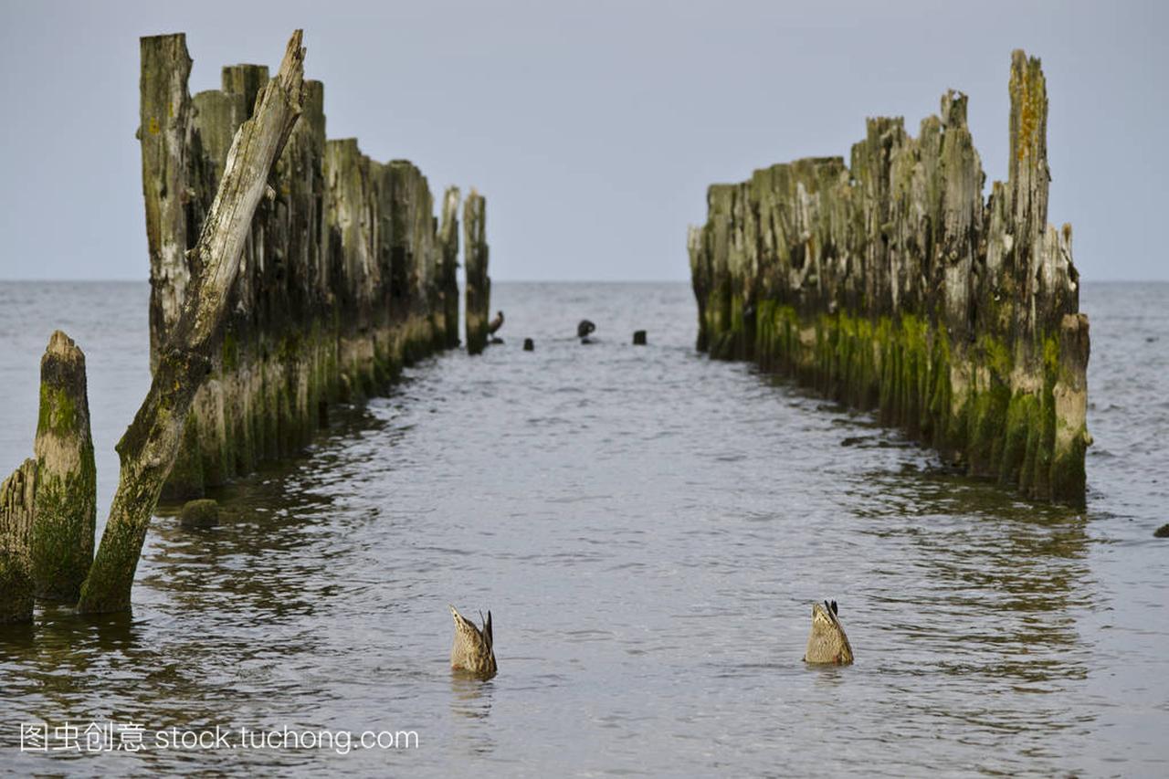 old breakwater posts with a couple of mallard d