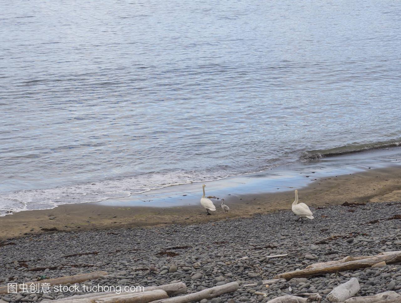 coupe of swam and little chick walking on sea s