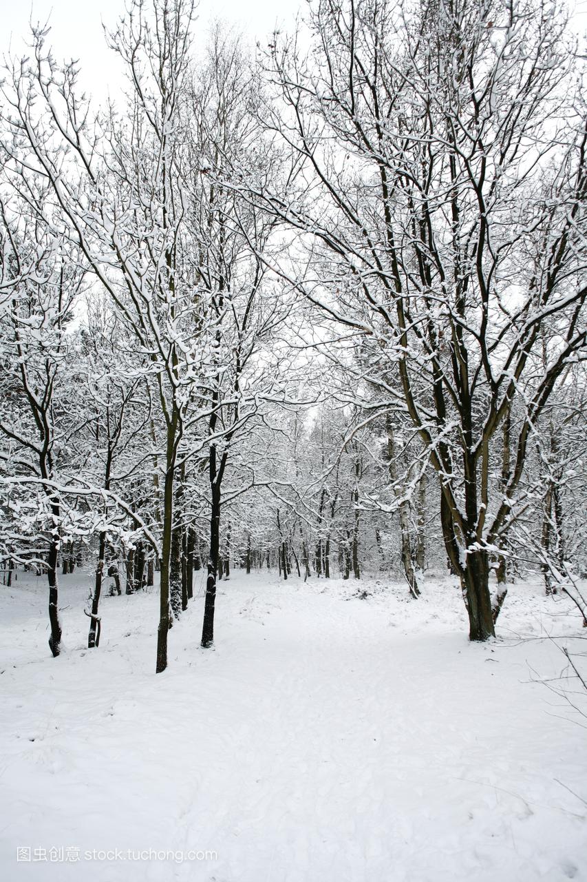 景色,森林,树林,比利时,白,照片,白色,白雪,竖构图