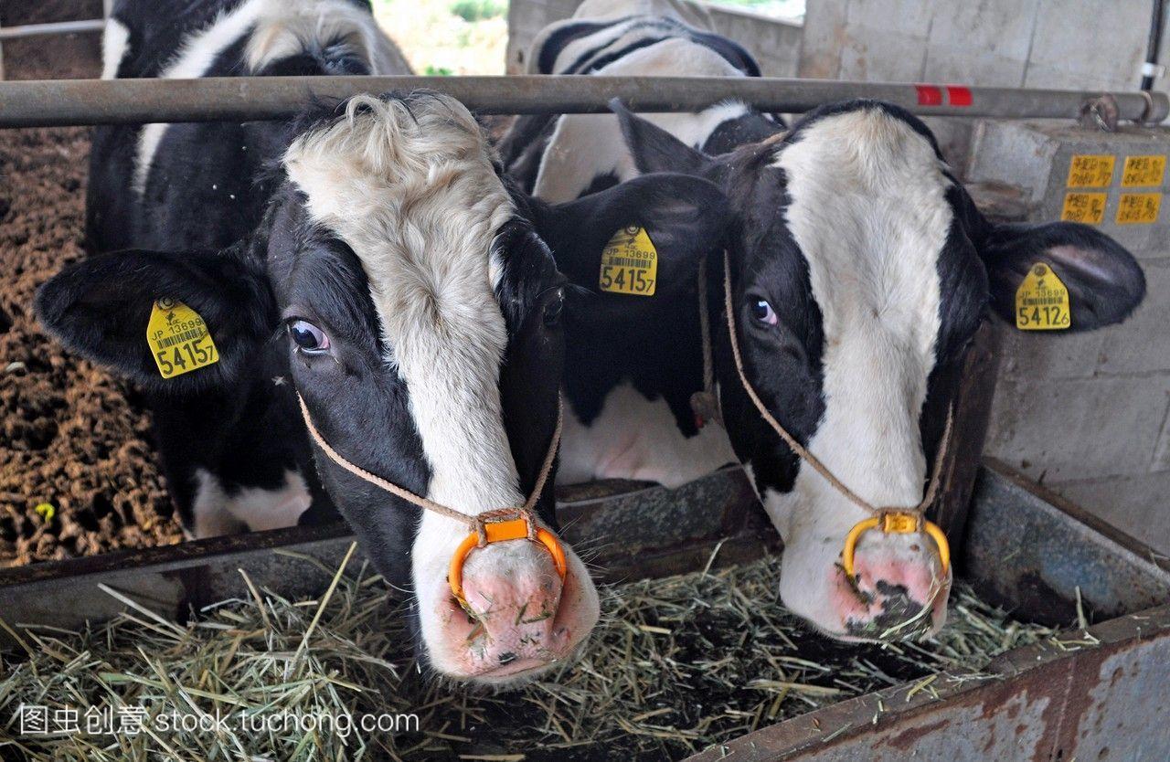 日本冲绳的ozato农场里的奶牛