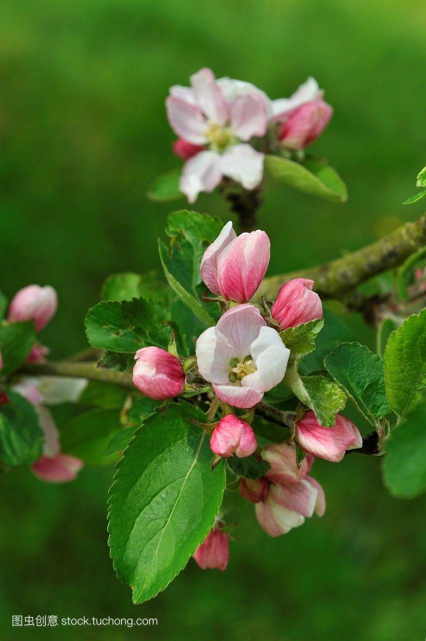 开花苹果树,中部地区,法国,欧洲。