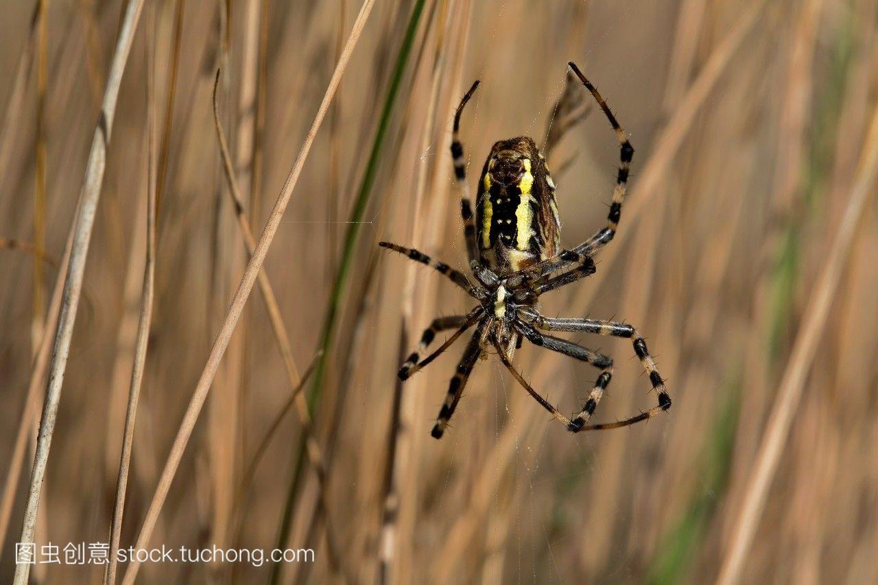 黑黄花园蜘蛛,argiopebruennichi;吉;石勒苏益格
