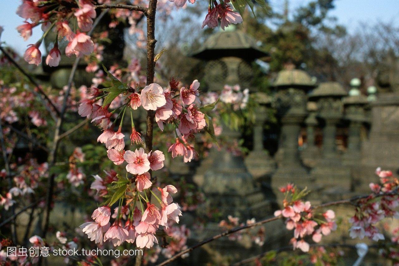 东京。日本。在上野公园的toshogu神社里,粉红