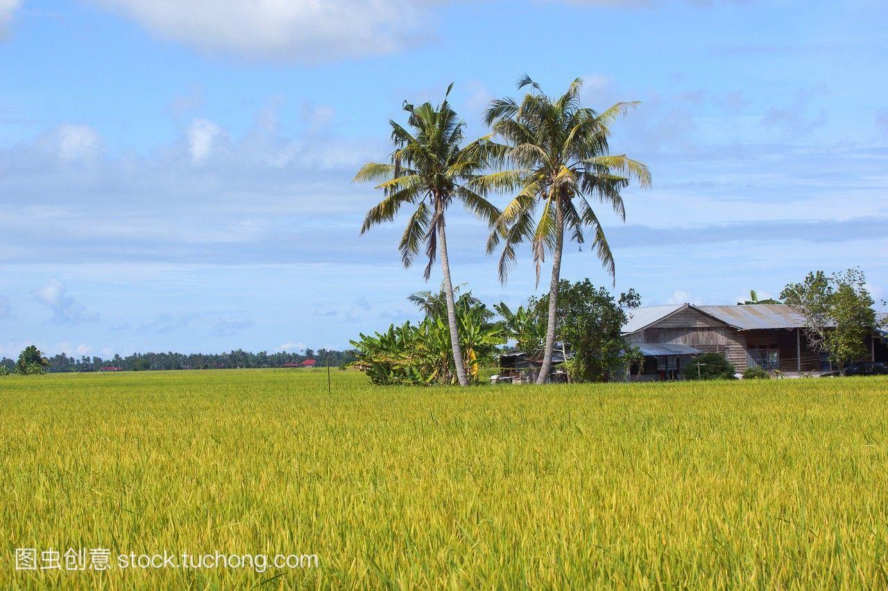 房子在马来西亚Sekinchan稻田