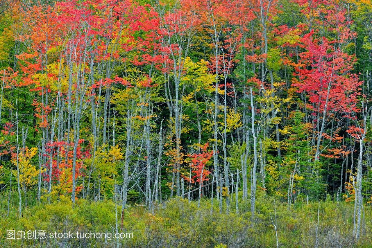 在美国密歇根州的一个湿地,秋天的树叶。